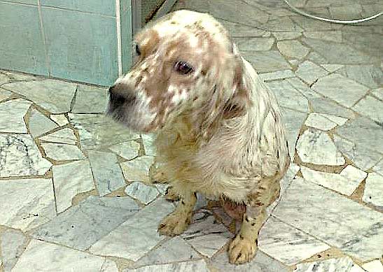 Whisky