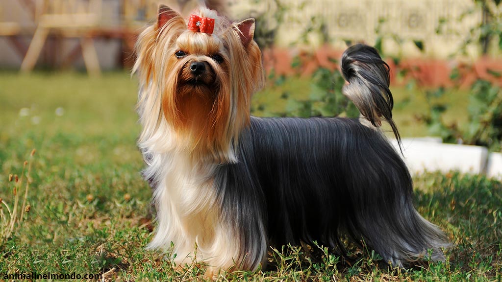 Cane Yorkshire Terrier