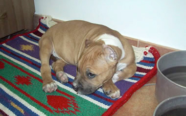 Un amore per 2 cani