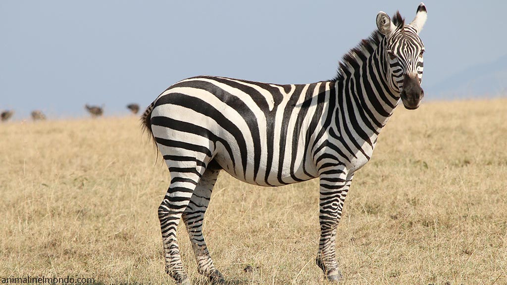 Zebra