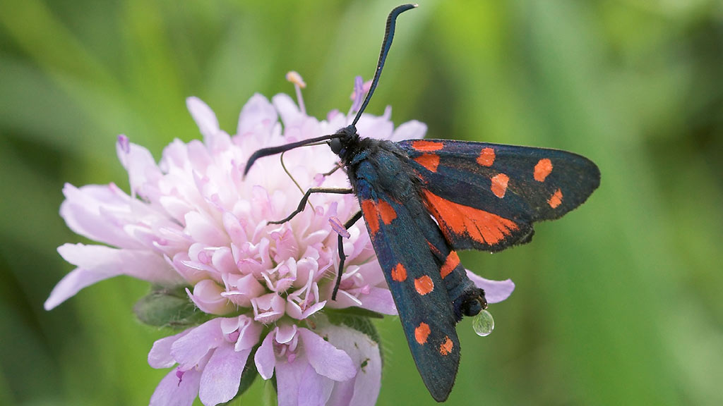 Zygaena ephialtes