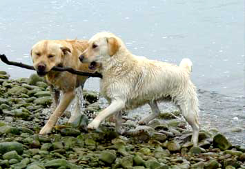 I miei cuccioli
