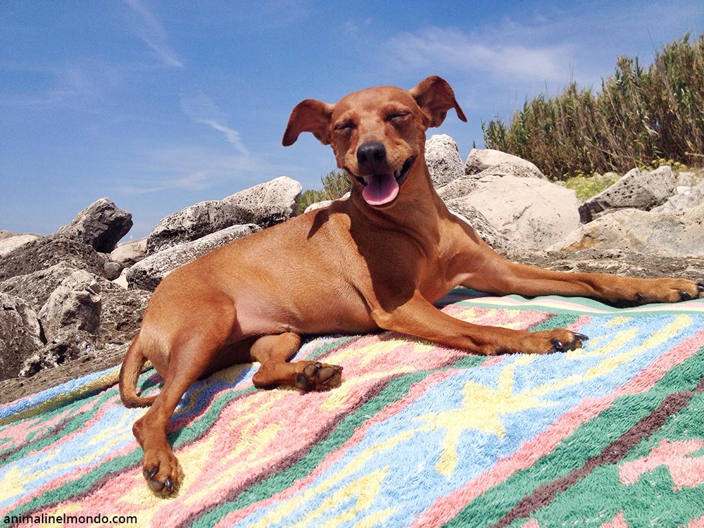 Cane Zwergpinscher