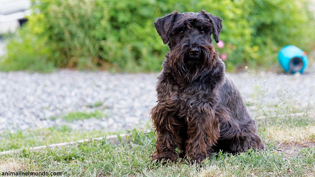 Cane Zwergschnauzer